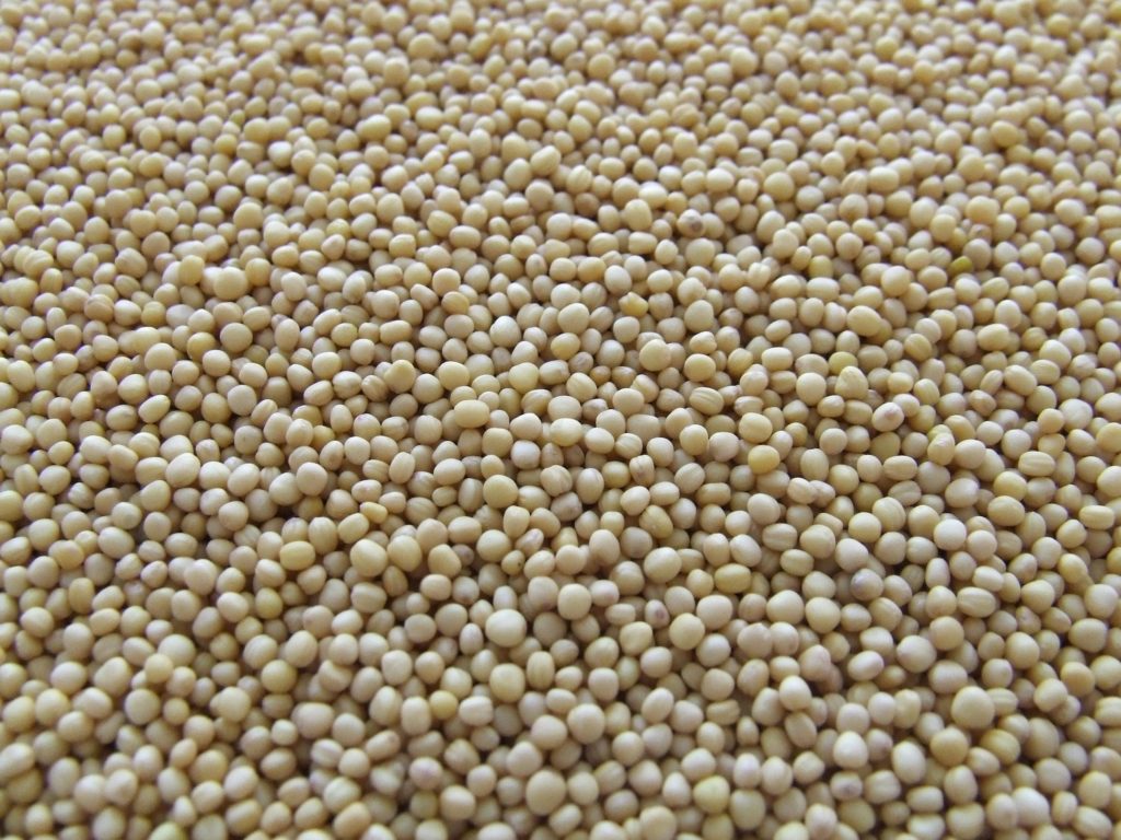Detailed close-up of uncooked soy beans showcasing their texture and natural color.